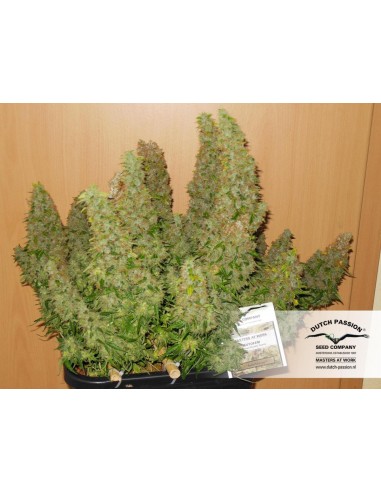 Dutch Passion - Mazar - 100 Semi Auto