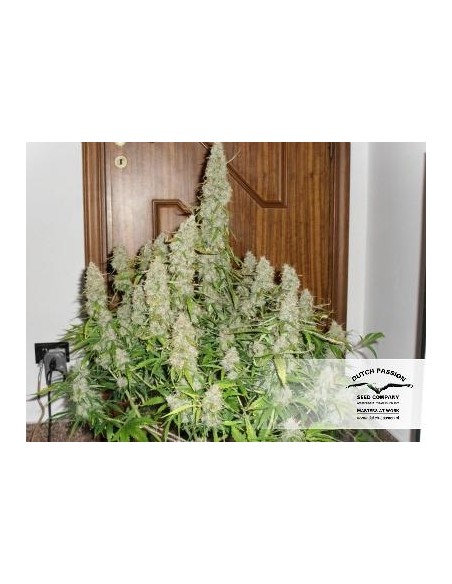 Dutch Passion - Mazar - 100 Semi Auto