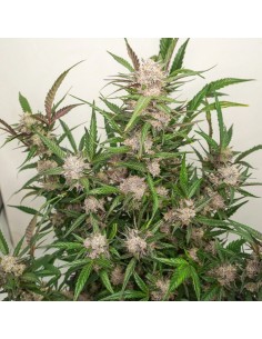 Dutch Passion - Mimosa Punch - 7 Semi Auto 2