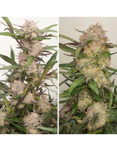 Dutch Passion - Mimosa Punch - 7 Semi Auto