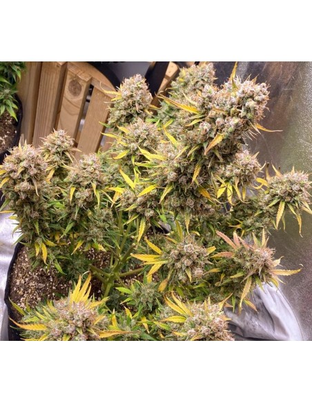 Dutch Passion - Night Queen - 100 Semi Auto