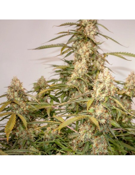 Dutch Passion - Night Queen - 3 Semi Auto