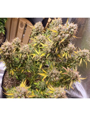 Dutch Passion - Night Queen - 7 Semi Auto