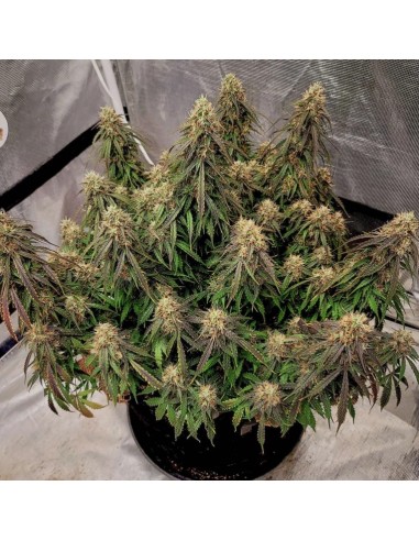 Dutch Passion - Power Plant - 100 Semi Auto