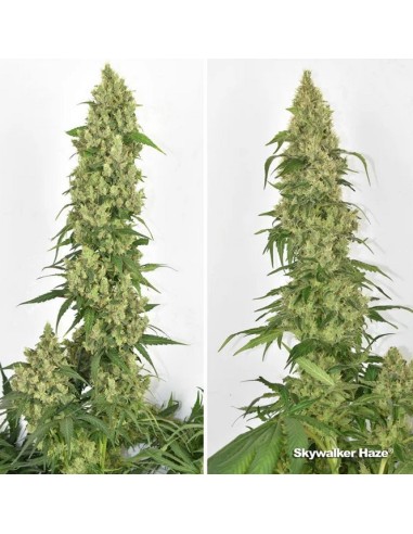 Dutch Passion - Skywalker Haze - 3 Semi Auto