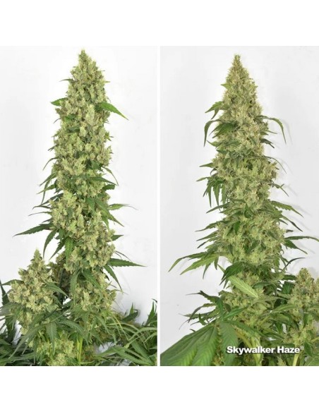 Dutch Passion - Skywalker Haze - 3 Semi Auto