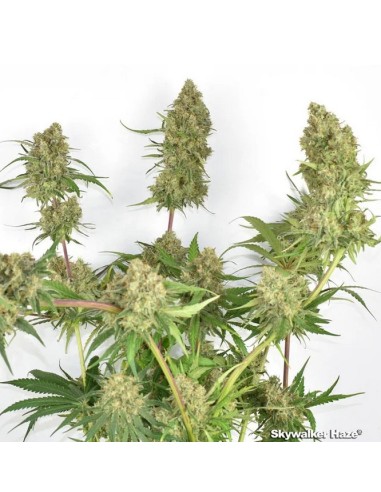 Dutch Passion - Skywalker Haze - 3 Semi Auto