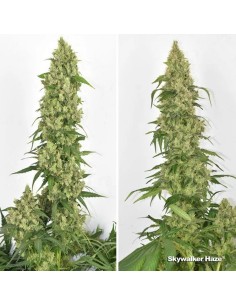 Dutch Passion - Skywalker Haze - 7 Semi Auto 2