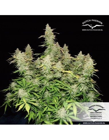 Dutch Passion - Think Different - 100 Semi Auto