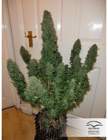 Dutch Passion - Think Different - 100 Semi Auto