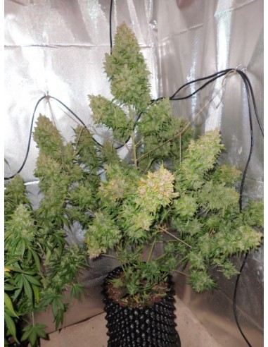 Dutch Passion - Think Different - 100 Semi Auto