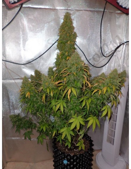 Dutch Passion - Think Different - 100 Semi Auto