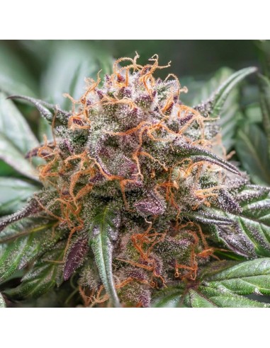 Dutch Passion - Trichome & Cream - 3 Semi  Auto