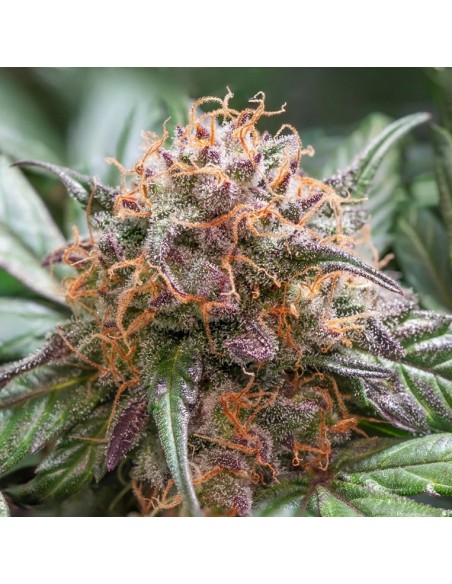 Dutch Passion - Trichome & Cream - 3 Semi  Auto