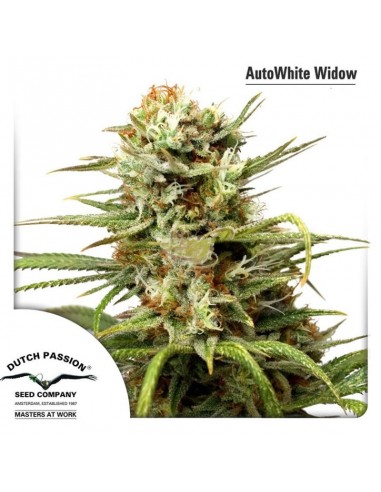 Dutch Passion - White Widow - 100 Semi Auto