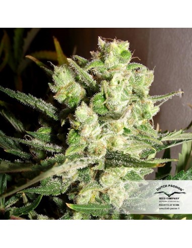 Dutch Passion - White Widow - 100 Semi Auto