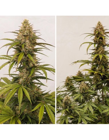 Dutch Passion - Melonade Runtz - 1 Seme  Auto