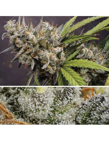 Dutch Passion - Melonade Runtz - 1 Seme  Auto