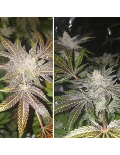 Dutch Passion - Orange Bud 2.0 - 10 Semi Fem 2