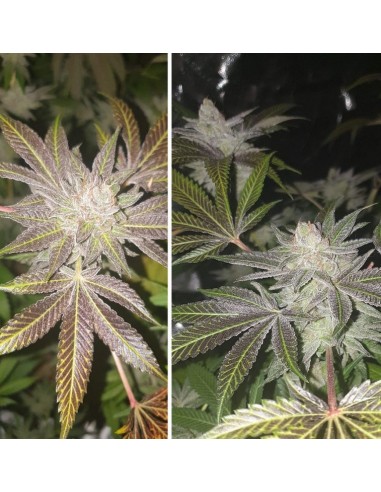 Dutch Passion - Orange Bud 2.0 - 10 Semi Fem