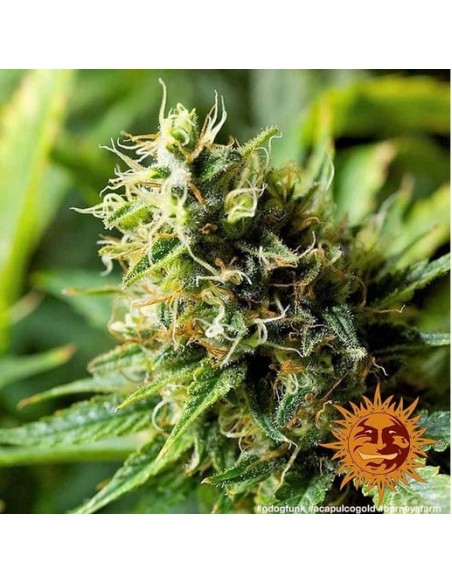 Barney's Farm - Acapulco Gold - 1 Seme Fem