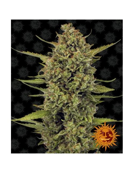 Barney's Farm - Acapulco Gold - 3 Semi Fem Barney's Farm - Acapulco Gold - 3 Semi Fem