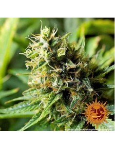 Barney's Farm - Acapulco Gold - 3 Semi Fem 2