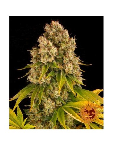 Barney's Farm - Cheese - 5 Semi Auto