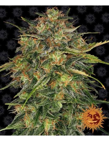 Barney's Farm - Cheese - 3 Semi Auto