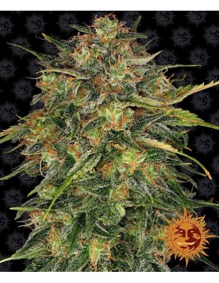 Barney's Farm - Cheese - 3 Semi Auto