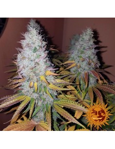Barney's Farm - Cookies Kush - 10 Semi Auto 2