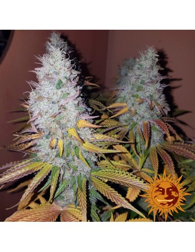 Barney's Farm - Cookies Kush - 10 Semi Auto