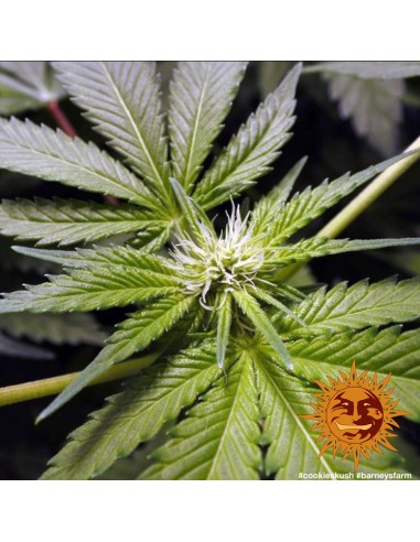 Barney's Farm - Cookies Kush - 3 Semi Auto