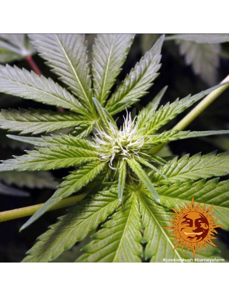 Barney's Farm - Cookies Kush - 1 Seme Auto