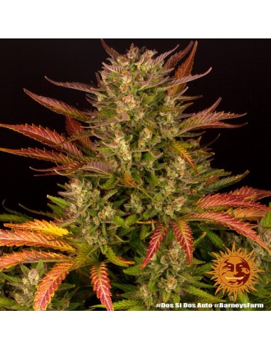 Barney's Farm - Dos Si Dos - 1 Seme Auto