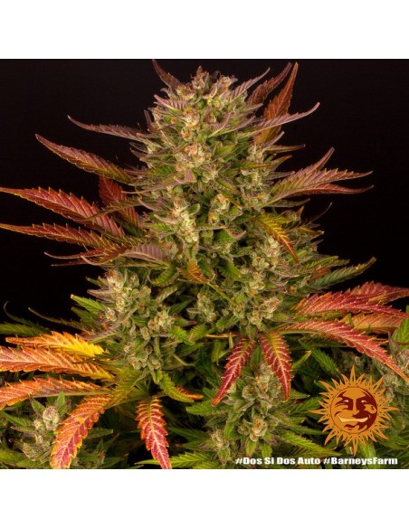 Barney's Farm - Dos Si Dos - 1 Seme Auto