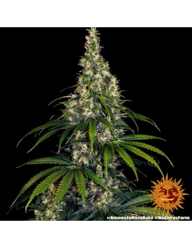 Barney's Farm - Amnesia Haze - 3 Semi Auto