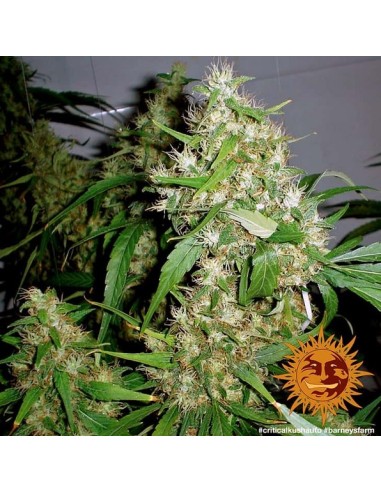 Barney's Farm - Critical Kush - 3 Semi Auto