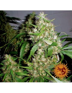 Barney's Farm - Critical Kush Auto - 5 Semi 2