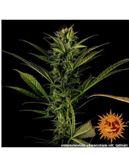 Barney's Farm - Glue Gelato - 1 Seme Auto