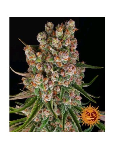 Barney's Farm - GMO - 1 Seme Auto