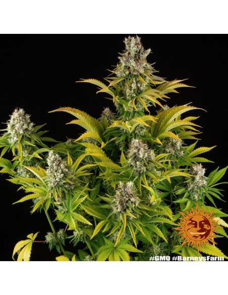 Barney's Farm - GMO - 10 Semi Auto