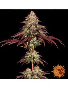 Barney's Farm - Mimosa x Orange Punch - 5 Semi Auto 2