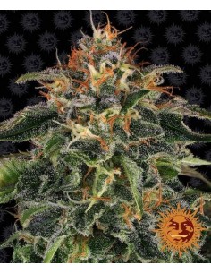 Barney's Farm - Moby Dick... 2