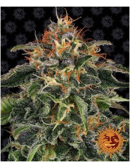 Barney's Farm - Moby Dick - 3 Semi Auto