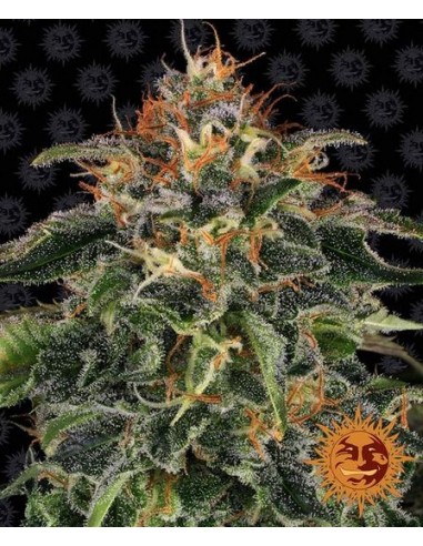 Barney's Farm - Moby Dick - 10 Semi Auto