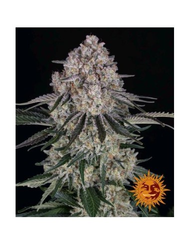 Barney's Farm - Sour Diesel - 10 Semi Auto