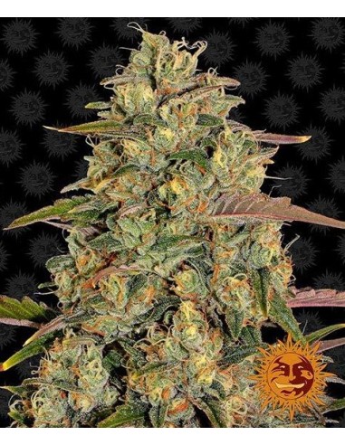 Barney's Farm - Amnesia Lemon - 10 Semi Femm