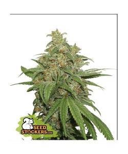 Seed Stockers - AK420 - 1 Seme  Auto