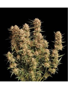 Seed Stockers - Apollo Black Cherry - 5 Semi  Auto 2